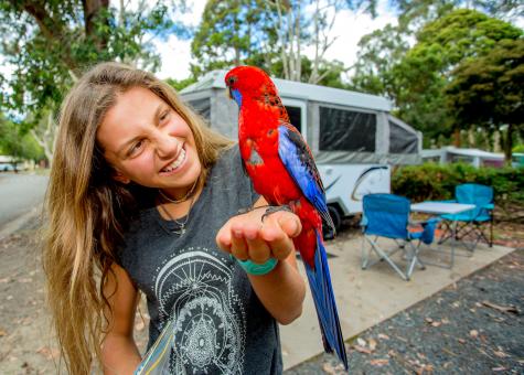 Local wildlife
- BIG4 Yarra Valley Park Lane Holiday Park