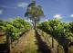 Adelaide City Centre Tours, Cruises, Sightseeing and Touring - Adelaide Hills and Hahndorf Hideaway - ATF15