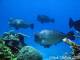 Fish
 - Adrenalin-Yongala Wreck Day Trip-Certified Diver ex Magnetic Adrenalin Snorkel & Dive