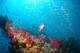 Coral
 - Adrenalin-Yongala Wreck Day Trip-Certified Diver ex Magnetic Adrenalin Snorkel & Dive
