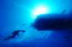 underwater
 - Adrenalin-Yongala Wreck Day Trip-Certified Diver ex Magnetic Adrenalin Snorkel & Dive