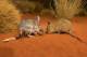 Alice Springs Desert Park
 - Admission Alice Springs Desert Park
