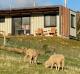 Banksia sheep - Aquila Eco Retreat