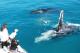 The Kimberleys Tours, Cruises, Sightseeing and Touring - Snubfin Dolphin Cruises