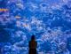 Australia's only 10m Deep Reef Tank
 - Night at the Aquarium Tour & 2 Course Dinner Cairns Aquarium