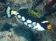 
 - Day Cruise to Great Barrier Reef - Introductory Dive Calypso Snorkel and Dive