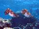 
 - Day Cruise to Great Barrier Reef - Introductory Dive Calypso Snorkel and Dive