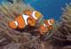 Nemo  - Day Cruise to Great Barrier Reef - Introductory Dive Calypso Snorkel and Dive