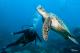 Turtles  - Day Cruise to Great Barrier Reef - 2 Certified Dives w/ TRF Calypso Snorkel and Dive