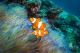 Marine life
 - Day Cruise to Great Barrier Reef - 2 Certified Dives w/ TRF Calypso Snorkel and Dive