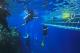 Divers & underwater platform
 - Day Cruise to Great Barrier Reef - Introductory Dive w/ TRF Calypso Snorkel and Dive