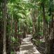 Rainforest Walk
- Crystalbrook Byron