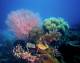 Cairns Tours, Cruises, Sightseeing and Touring - Evolution Outer Reef Cruise - ex Jetty