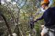 Adults on the Grand Tree Surfing course - Tree surfing High Ropes Experience - 2 hours Enchanted Adventure Garden