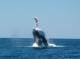 Exmouth Tours, Cruises, Sightseeing and Touring - Deluxe Mega Fauna Observer Tour