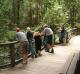 Rainforest Walk
 - K'gari Day Tour - Noosa to Rainbow Beach Discovery K'Gari Adventures