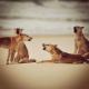 Fraser choir
 - K'gari Day Tour - Noosa to Rainbow Beach Discovery K'Gari Adventures