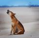Howling dingo
 - K'gari Day Tour - Noosa to Rainbow Beach Discovery K'Gari Adventures