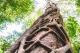 Strangler Tree
 - K'gari Day Tour - Noosa to Rainbow Beach Discovery K'Gari Adventures