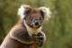 Victoria Attractions and Theme Parks Tickets - Kangaroo Experience