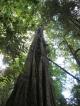 Queensland Tours, Cruises, Sightseeing and Touring - G37 - Natural Bridge Glow Worm Night Tour ex Gold Coast