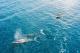 Far Nth Coast Tours, Cruises, Sightseeing and Touring - Swim with Humpback Whales - ex Byron Bay