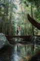 Brisbane City and Surrounds Tours, Cruises, Sightseeing and Touring - Tamborine Hidden Gems - ex Brisbane
