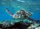 Turtle
 - Mackerel Islands