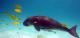 Dugong
 - Mackerel Islands