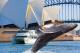 New South Wales Tours, Cruises, Sightseeing and Touring - Sydney Harbour Morning Sightseeing Cruise
