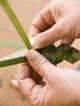 NSW Islands Tours, Cruises, Sightseeing and Touring - Island Culture Tour - ICT