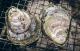 Delicions local oysters - Forage and Feast Adventure Tour Sirocco South