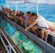 Glass bottom boat
 - Reef & Island Full Day Tour + Turtle Talk Sunlover Reef Cruises
