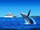 Whale Watching - Whale Watching Day Cruise ex Holt St Wharf Tangalooma Day Trips