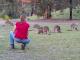 Eastern Grey Kangaroos
- Tanja Lagoon Camp