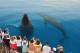 Hervey Bay Tours, Cruises, Sightseeing and Touring - Half Day Whale Watching Tour - AM - WWAM