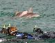 Adelaide City Centre Tours, Cruises, Sightseeing and Touring - Dolphin Swim ex Glenelg - No Transfers