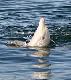 Adelaide City Centre Tours, Cruises, Sightseeing and Touring - Dolphin Watch ex Glenelg - No Transfers