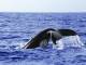 Whales in Paradise
 - See Moreton - Dolphin & Tangalooma Wrecks Cruise ex BNE CBD See Moreton
