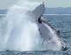 
 - See Moreton - Dolphin & Tangalooma Wrecks Cruise ex BNE CBD See Moreton