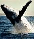 
 - See Moreton - Dolphin & Tangalooma Wrecks Cruise ex BNE CBD See Moreton