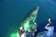 Queensland Tours, Cruises, Sightseeing and Touring - Whale Watching Half Day - Afternoon + Sunset Cruise