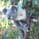 Sydney City and surrounds Attractions and Theme Parks Tickets - WILD LIFE Sydney Admission
