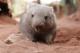 Ringo the Wombat
 - WILD LIFE Sydney Admission WILD LIFE Sydney